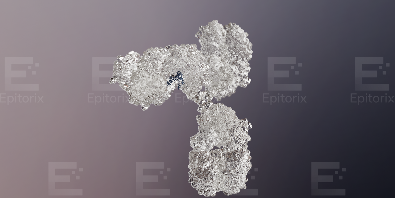 1IGT · intact IgG antibody